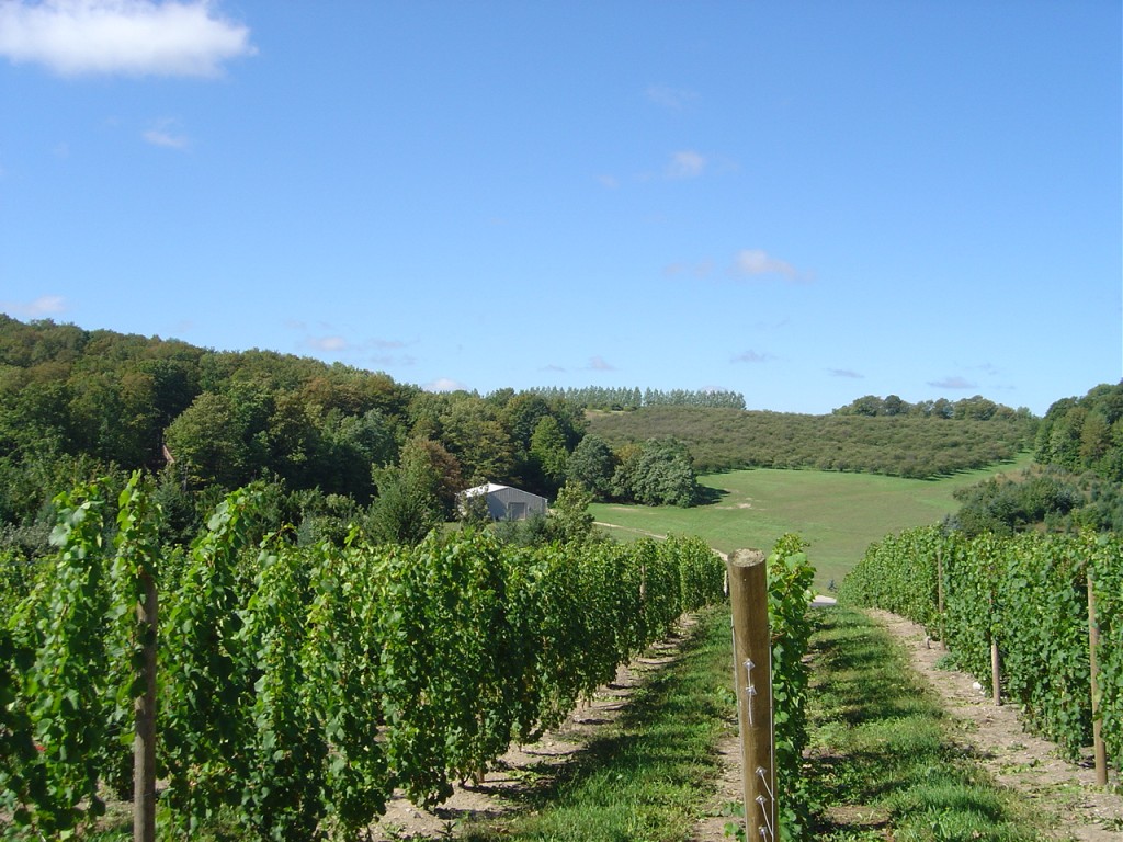 Vinyards and cherry orchards