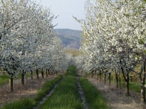 Tart Cherries in Bloom May 22