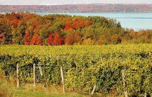 vineyard715adjusted